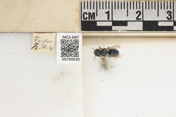 Media type: image;   Entomology 790630 Aspect: Labels
